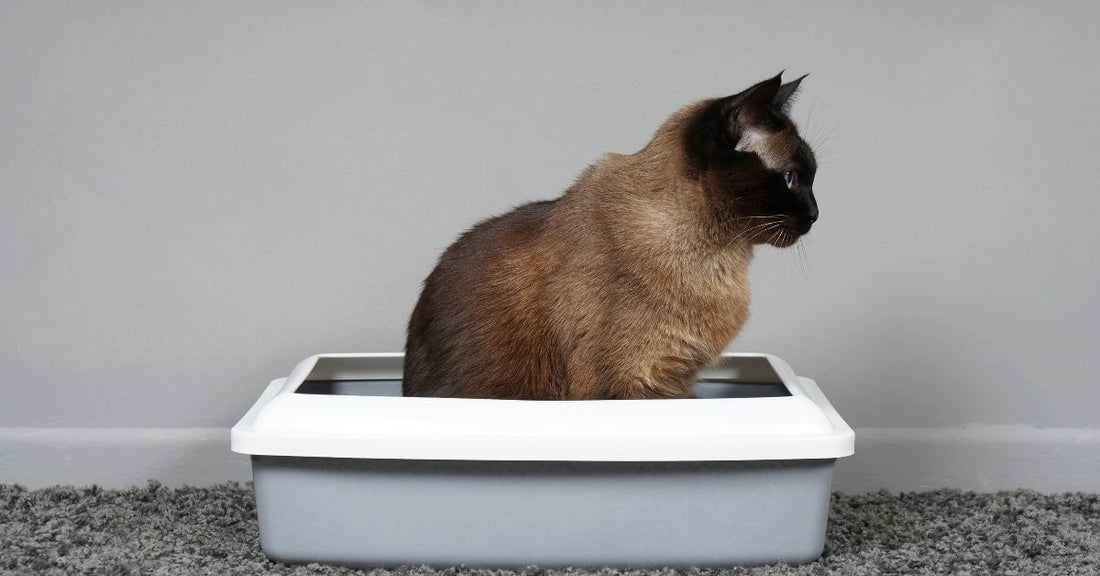 Kedi İshal İse Ne Yapmalı? (Kedilerde İshal)