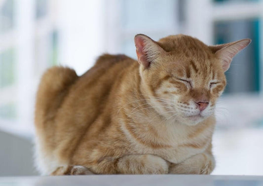 Kedi Zehirlenirse Ne Yapılmalı?