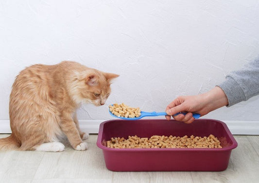 Kedi Kumunun Kokmaması İçin Problem Tespiti ve Çözüm Yolları
