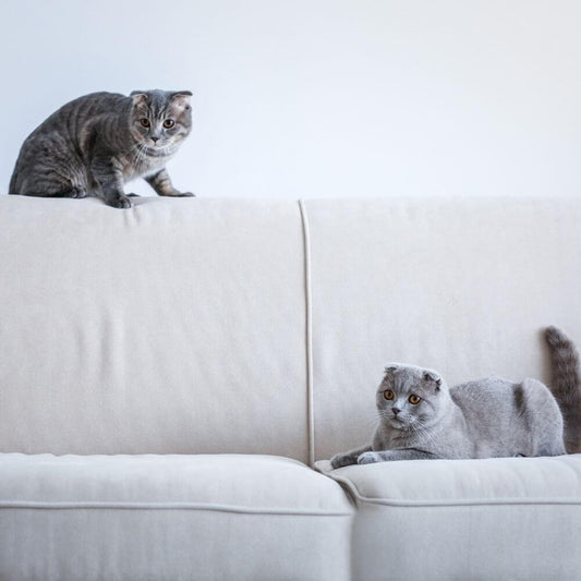 Hangi Cins Kedi Sahiplenmeliyim? Kedi Seçimi