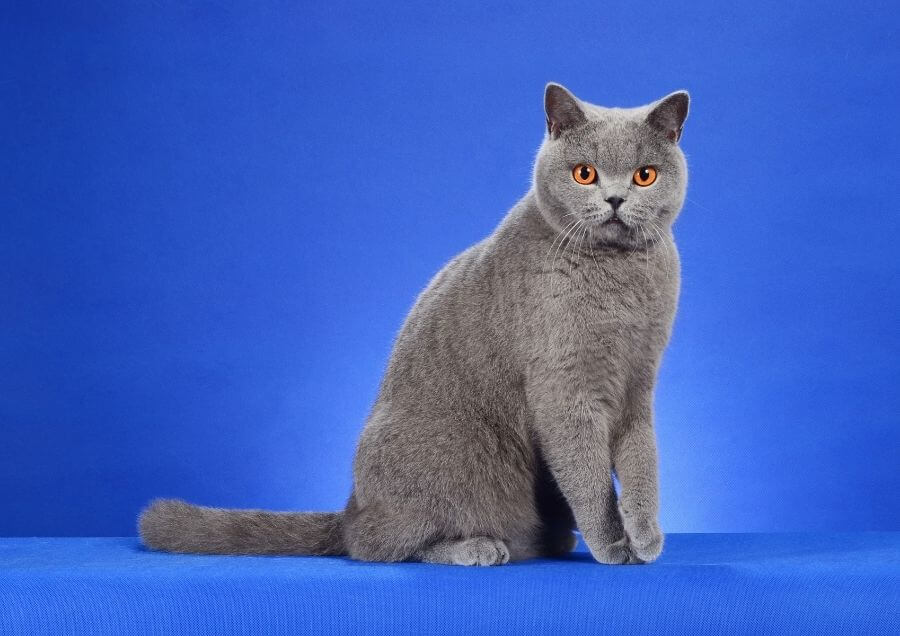 Britsh Shorthair Özellikleri ve Bakımı