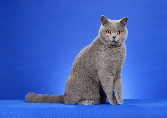 Britsh Shorthair Özellikleri ve Bakımı