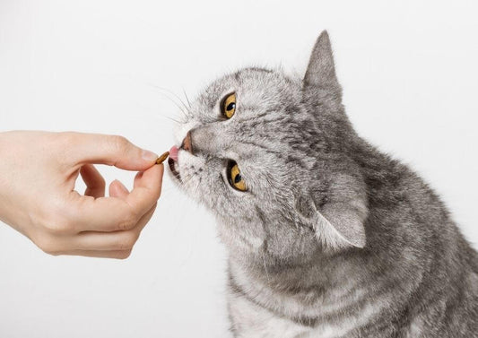 Kedi Ödül Maması Hakkında Dikkat Edilmesi Gerekenler 