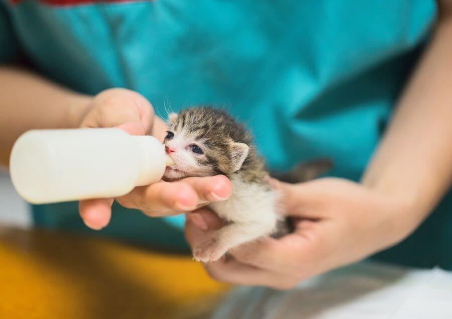 Terk Edilmiş Yavru Kedi Bakımı